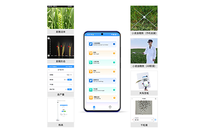 景德镇市小麦表型测量仪IN-XM05